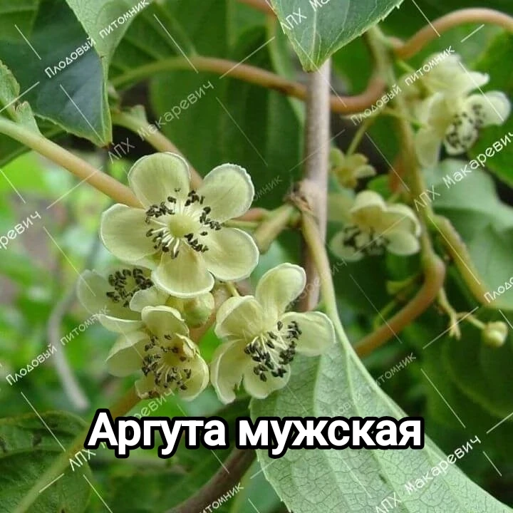 🌿 Актинидия