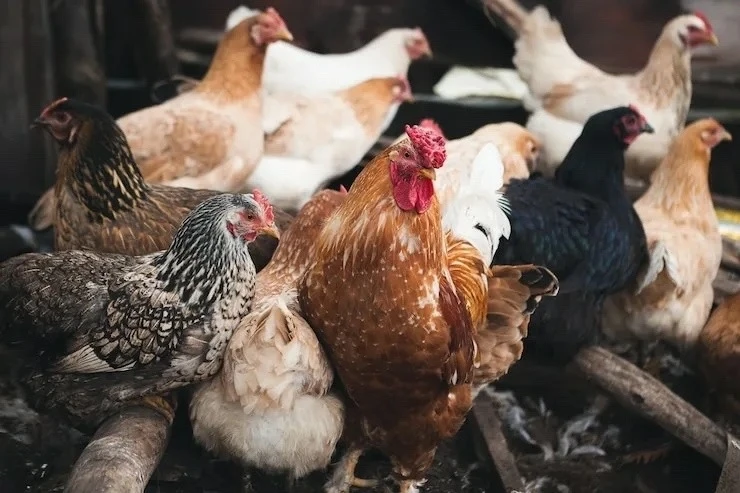🐔 Куры под колпаком: с 1 сентября — маркировка, а суп — под контролем