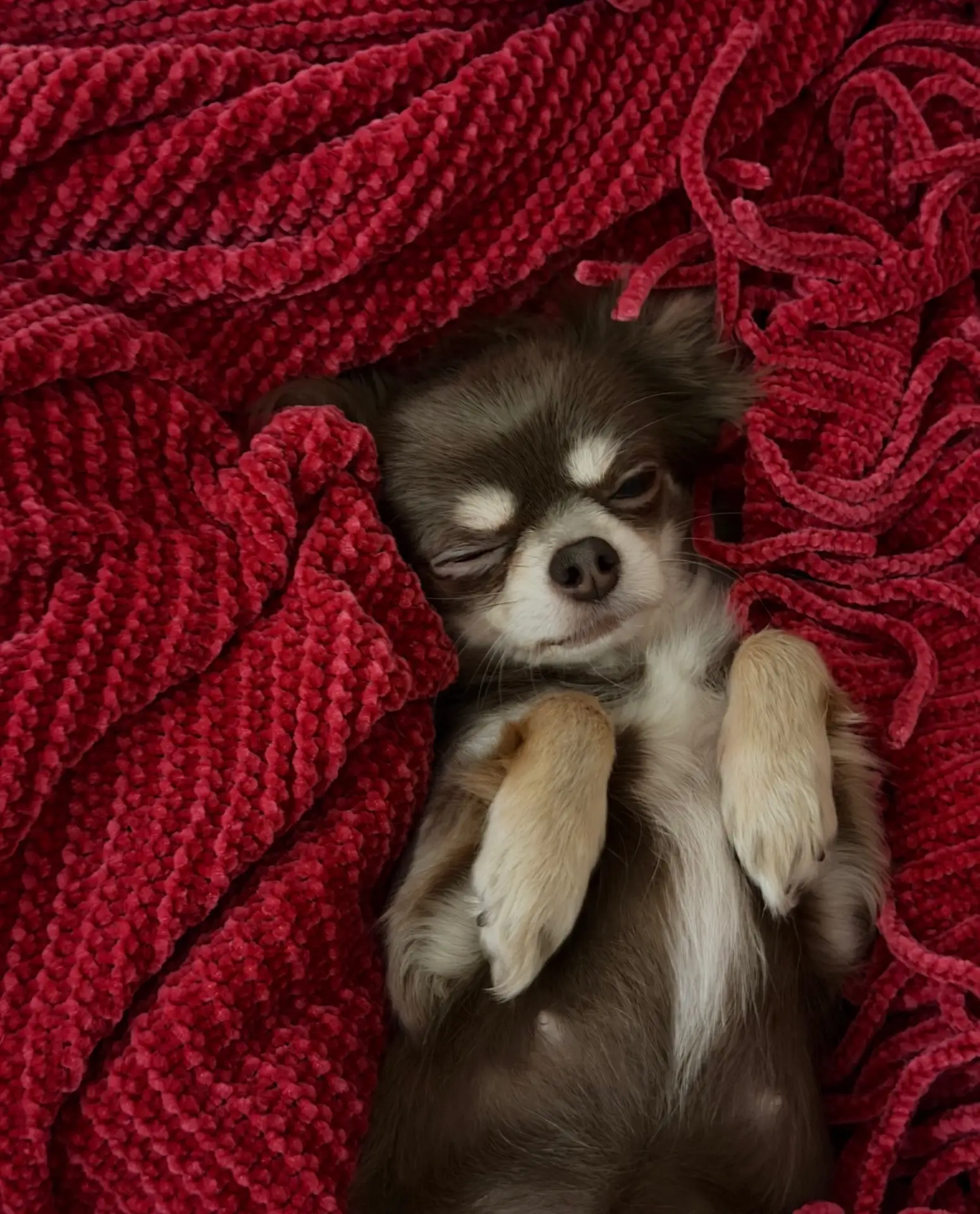 Учимся у Альмы, самая наша беззлобная и спокойная собака🐕