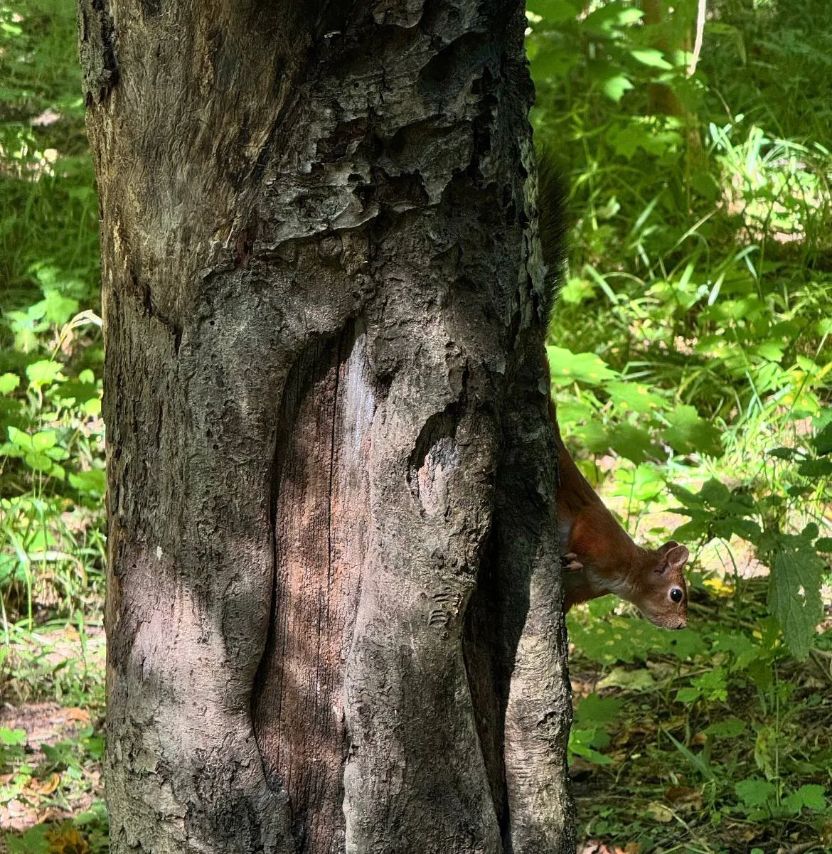 🔞 Смотреть, но не трогать.