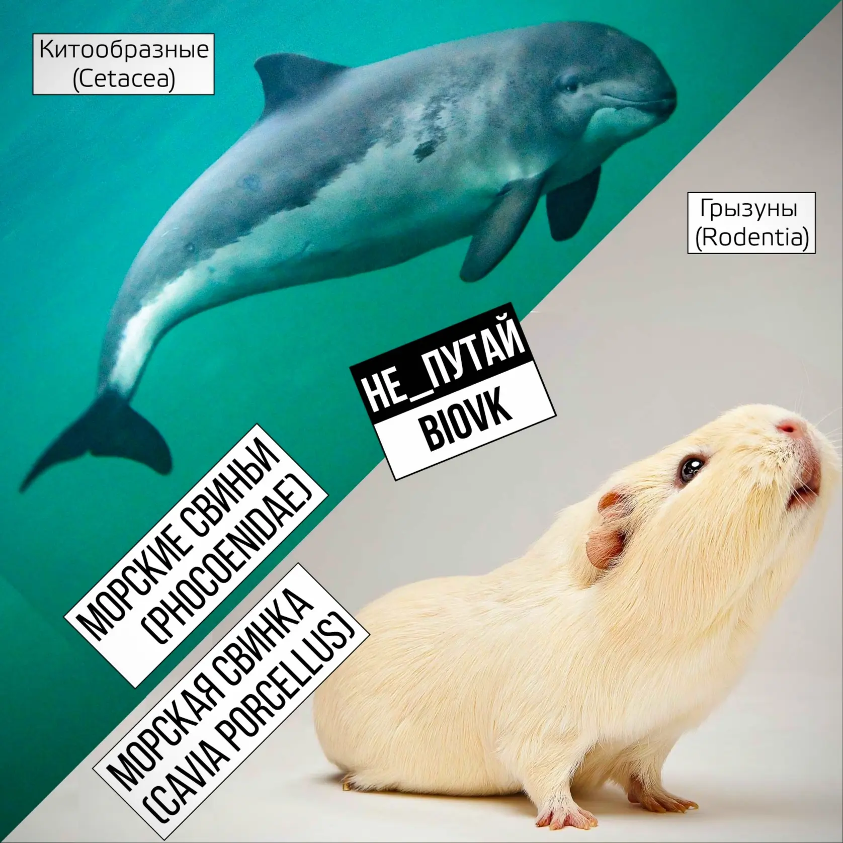 Пополняем рубрику #не_путай, в которой показываем совсем разных животных с похожими названиями. Морс