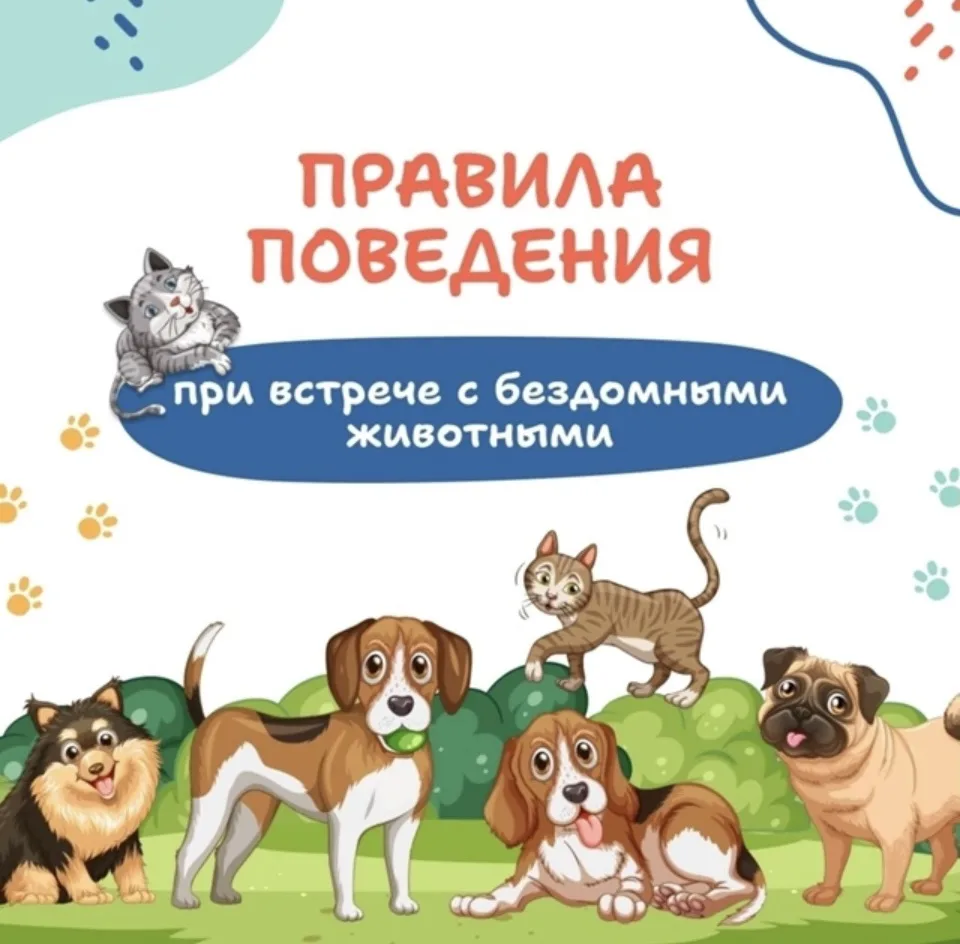 🐾 🌟 Наши маленькие исследователи часто хотят пообщаться с бездомными животными! 
Вот памятка о том