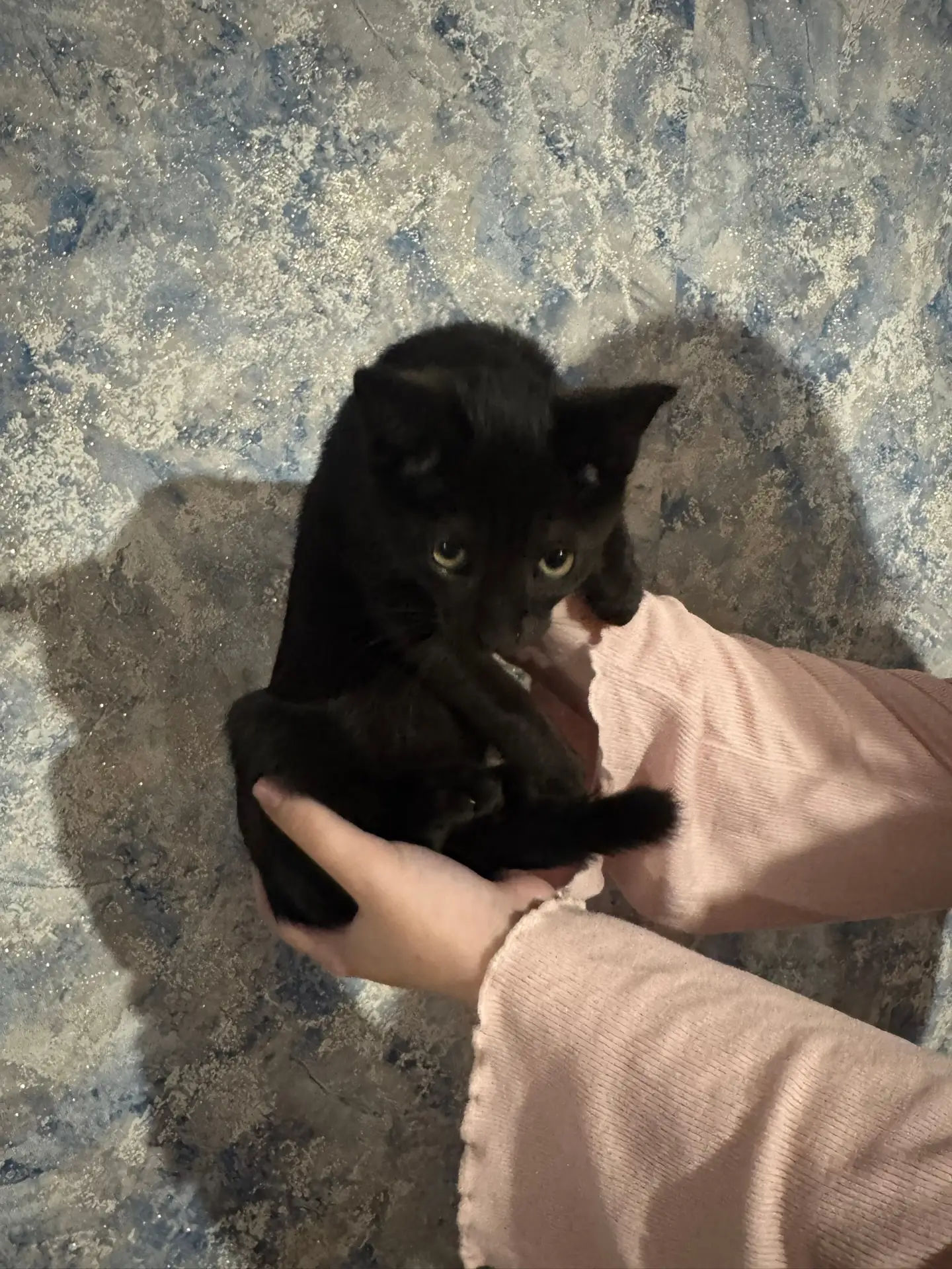 пропал котенок рядом со школой, если кто видел свяжитесь пожалуйста 
89952502823