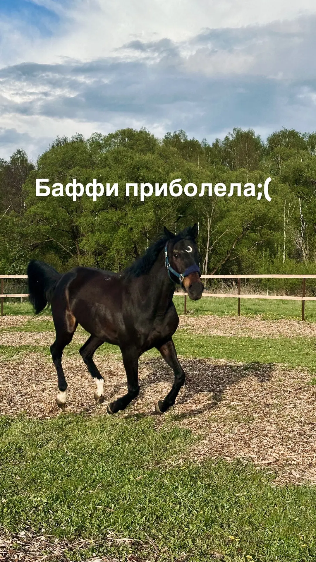 Очень хочу побыстрее вылечить Бафушку, вы можете поддержать нас, заказывая у меня съемк...