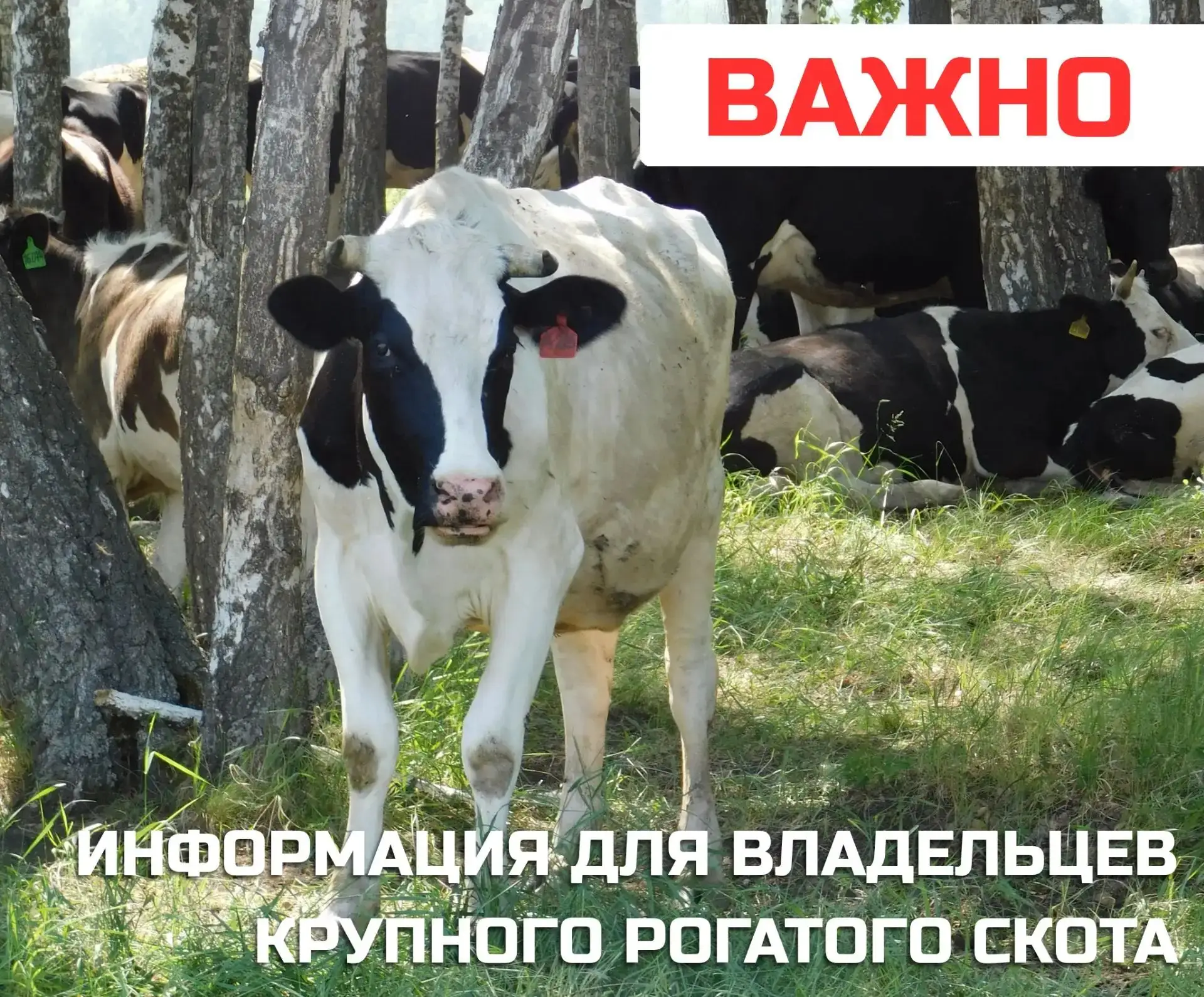 Важная информация для владельцев КРС: в деревне Бутырка Иркутского округа введён карант...