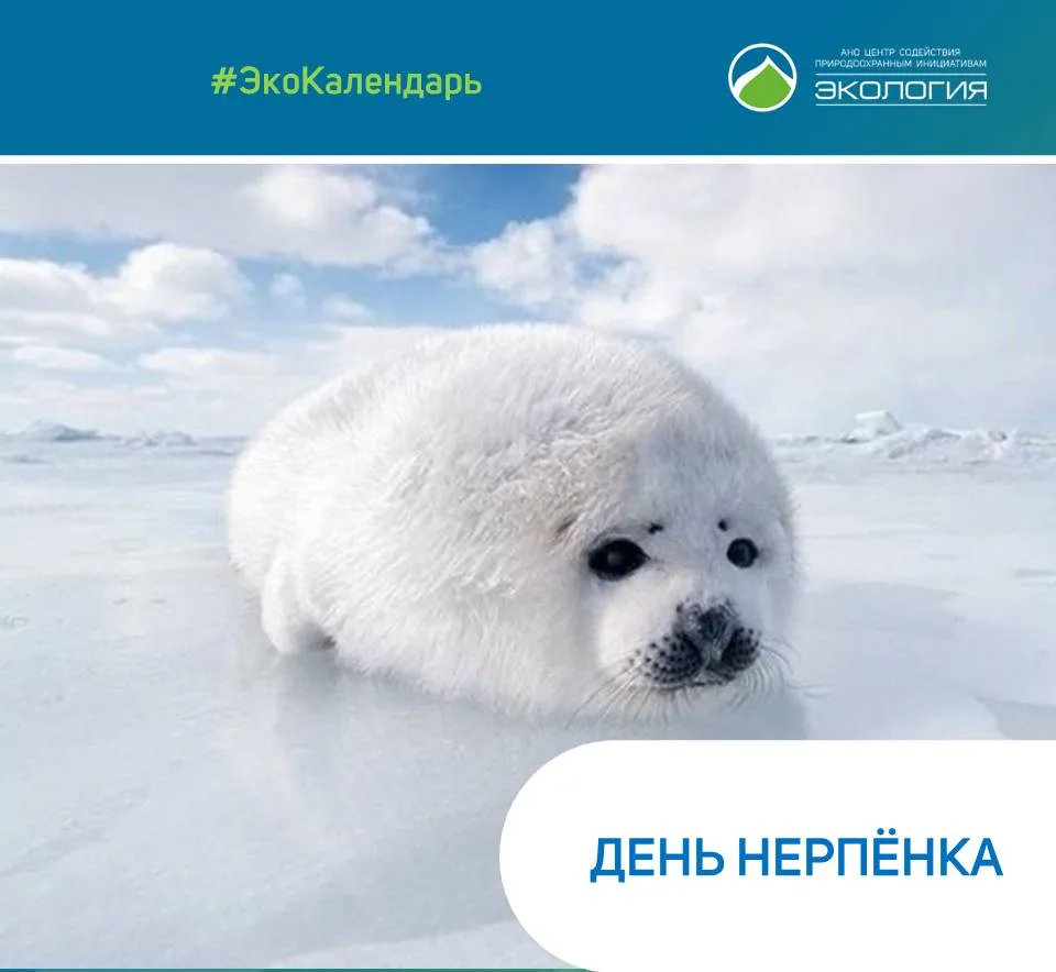 25 мая – День нерпенка по ЭкоКалендарю
