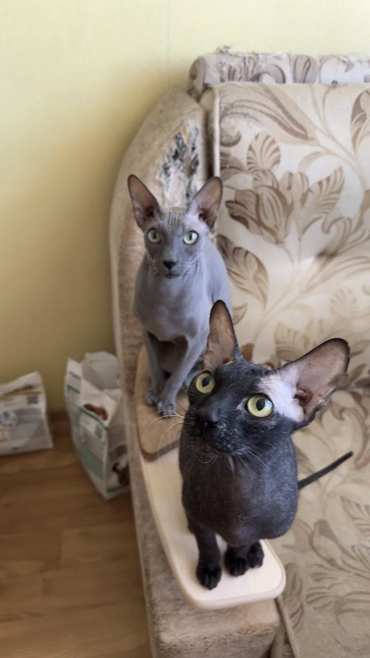 🌞Доброе КотоУтро!