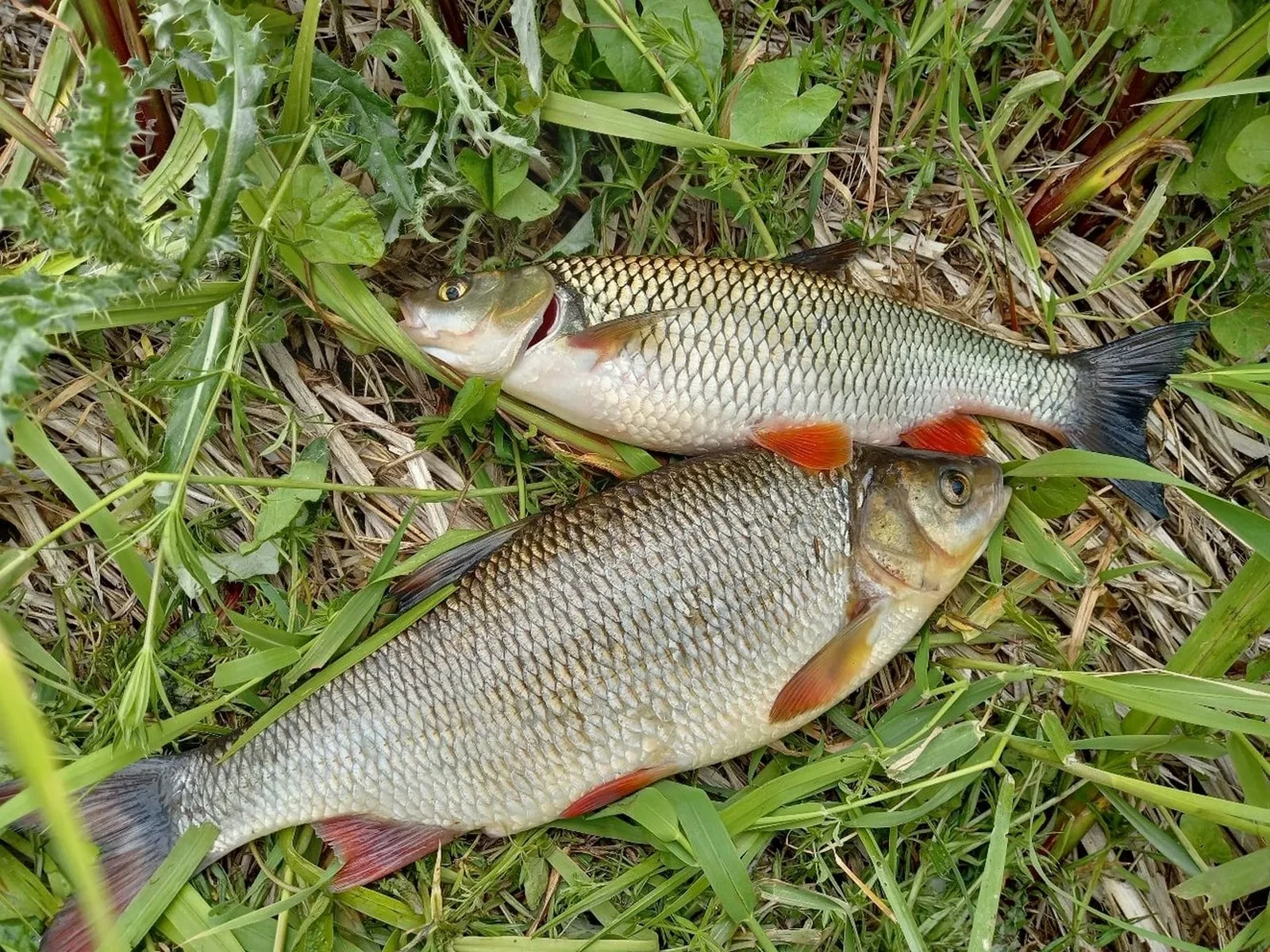 🐟 Голавль или язь: коротко о главном