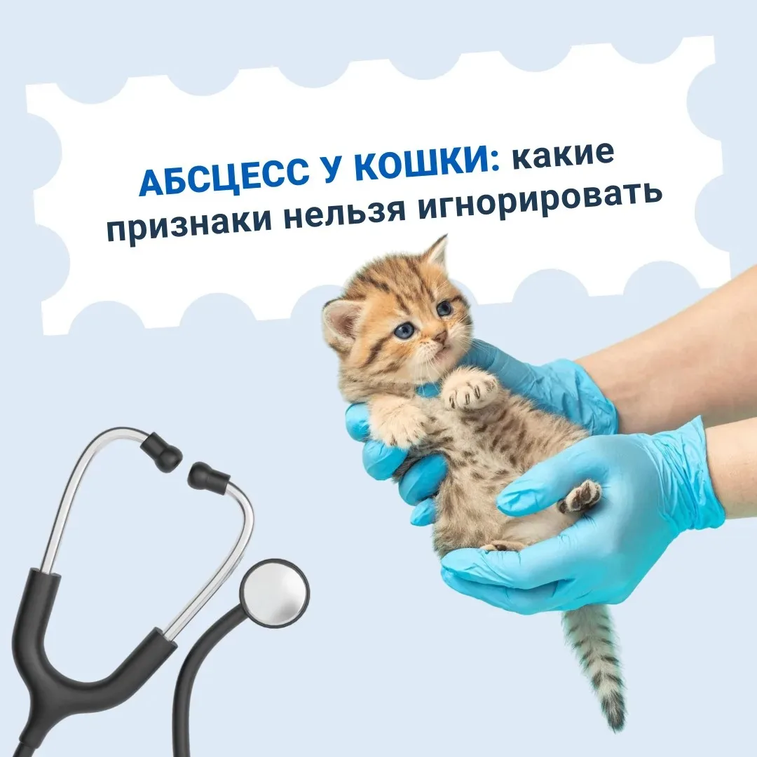 Даже небольшая рана у кошки может стать причиной абсцесса — гнойного воспаления тканей.