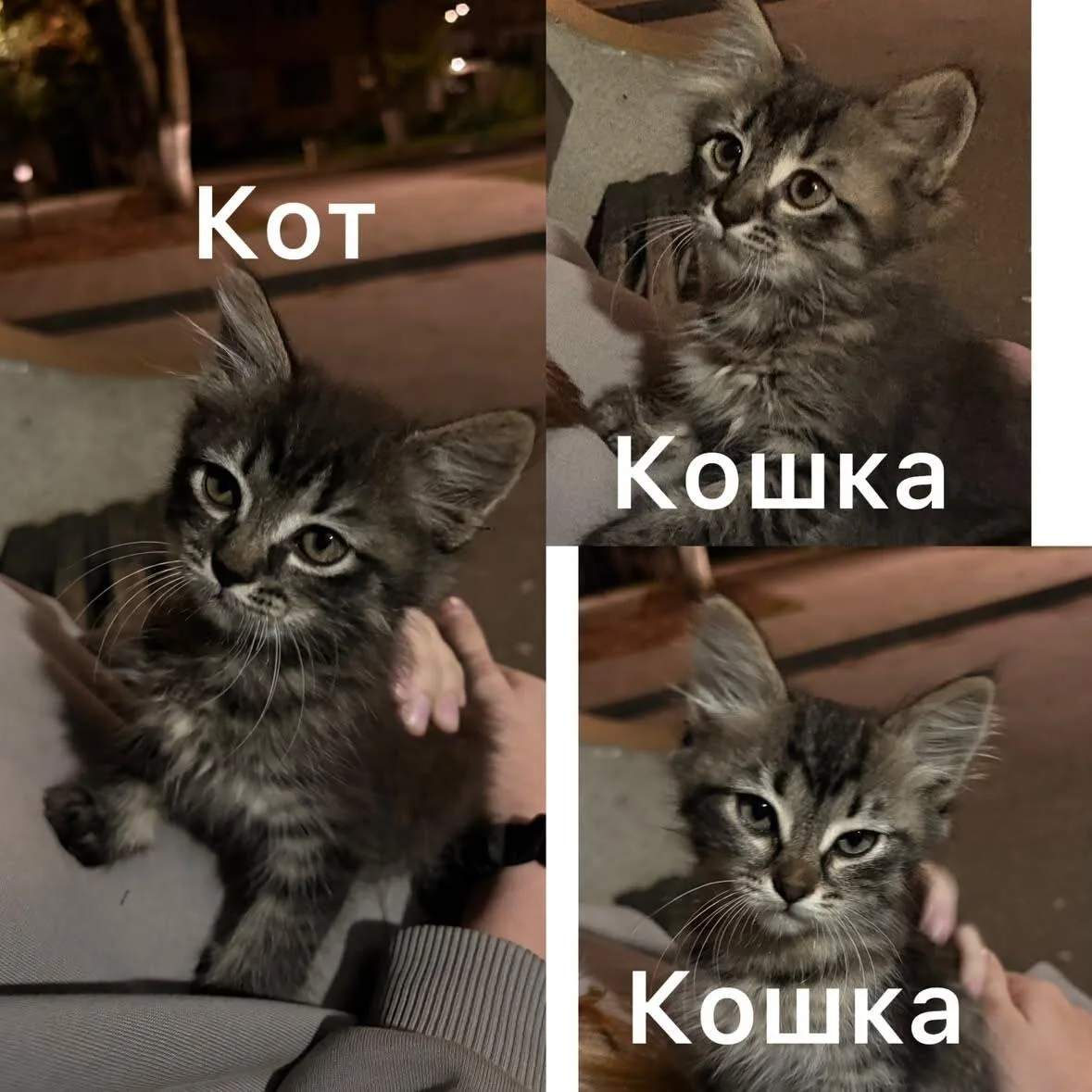 🗣 На Черёмушках, в пятиэтажках, котята. Может, кому-нибудь нужны. На вид около 3 месяц...