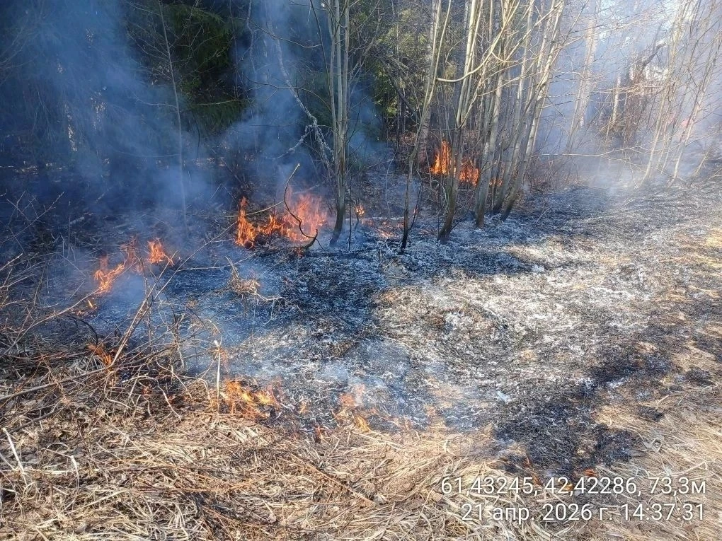 🔥🌲 Первые в сезоне лесные пожары ликвидированы в Поморье