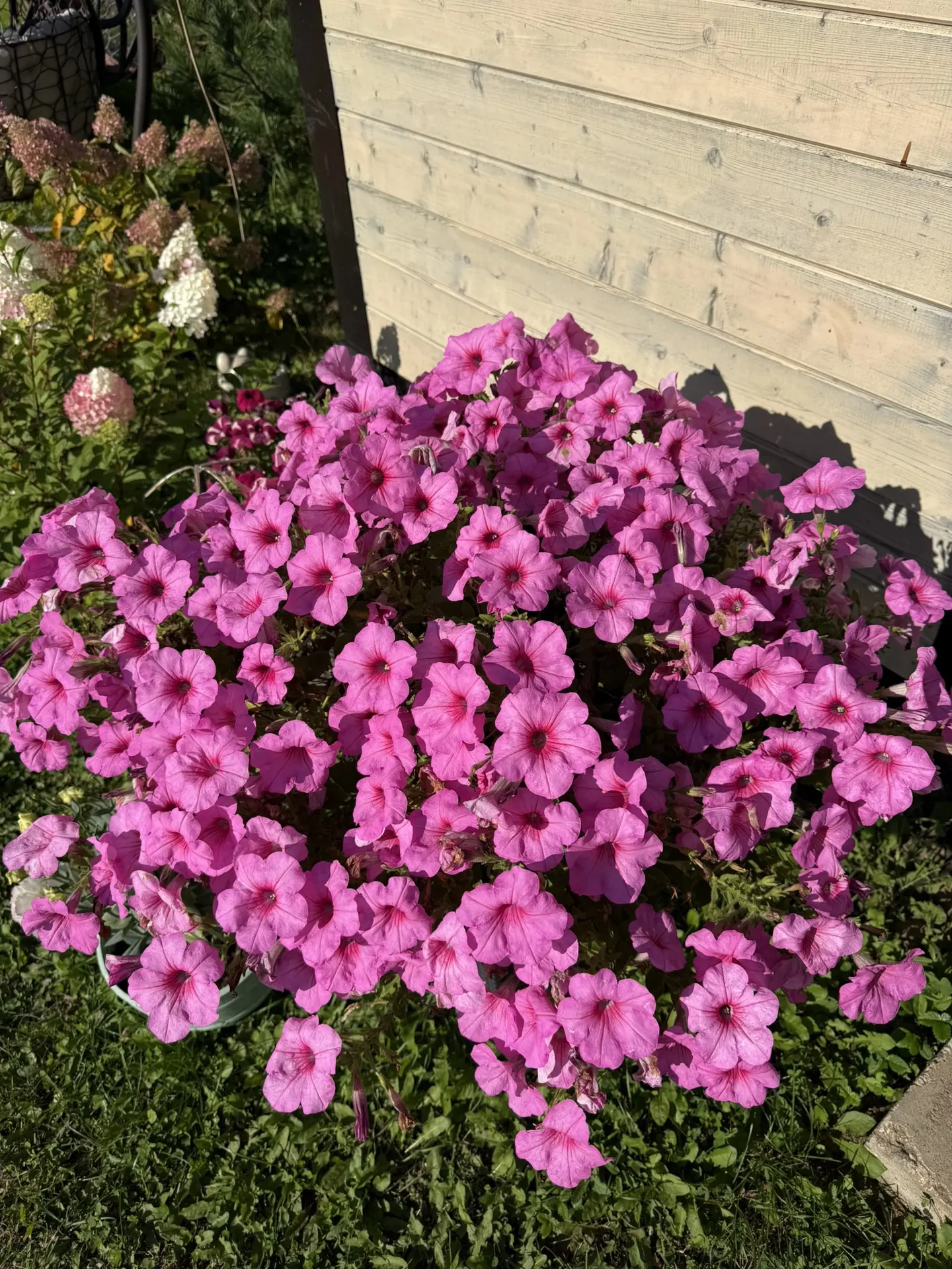 И, конечно, петунии🌺