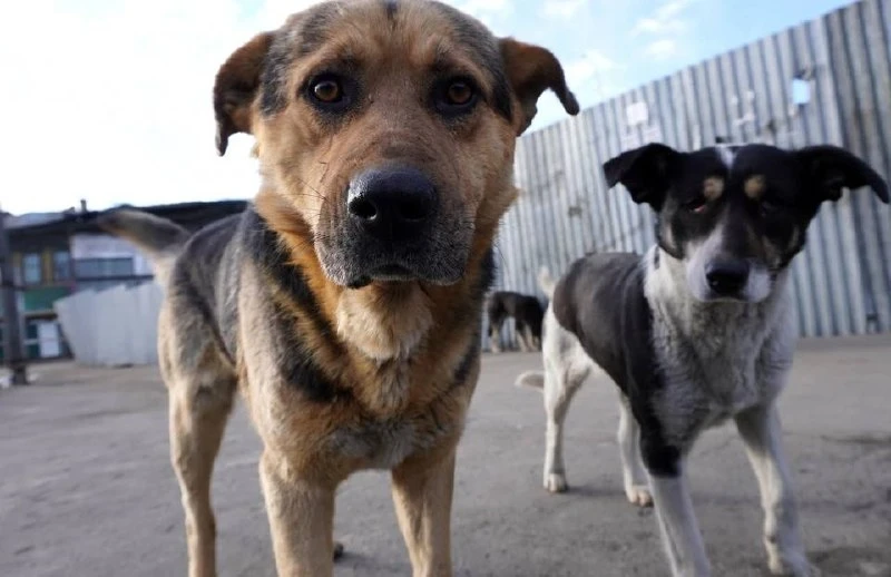 🐾 В Краснодаре хотят построить второй муниципальный приют для животных.
