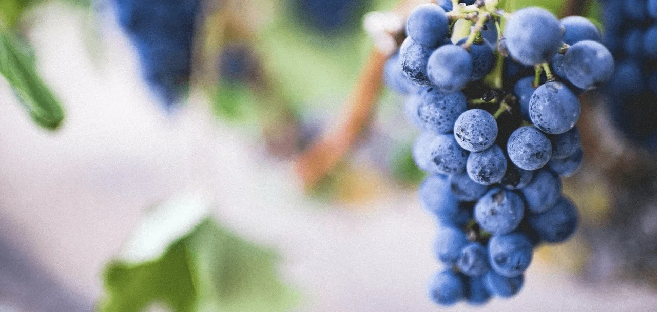 🌱Срок льготных инвесткредитов для садоводов нужно увеличить с 8 до 12 лет, считают в Сбере.

Об это