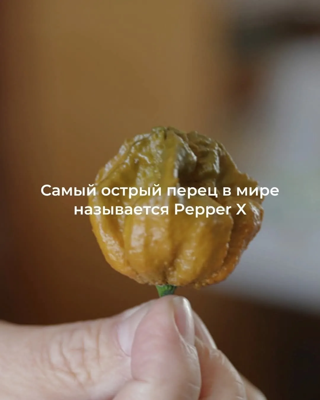 Pepper X — самый острый перец в мире!   Официально признан рекордсменом Книги Гиннесса в 2023 году. 