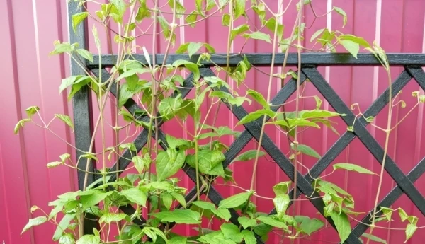 🌿 Вертикальное озеленение способно полностью преобразить участок: скрыть неприглядную ...