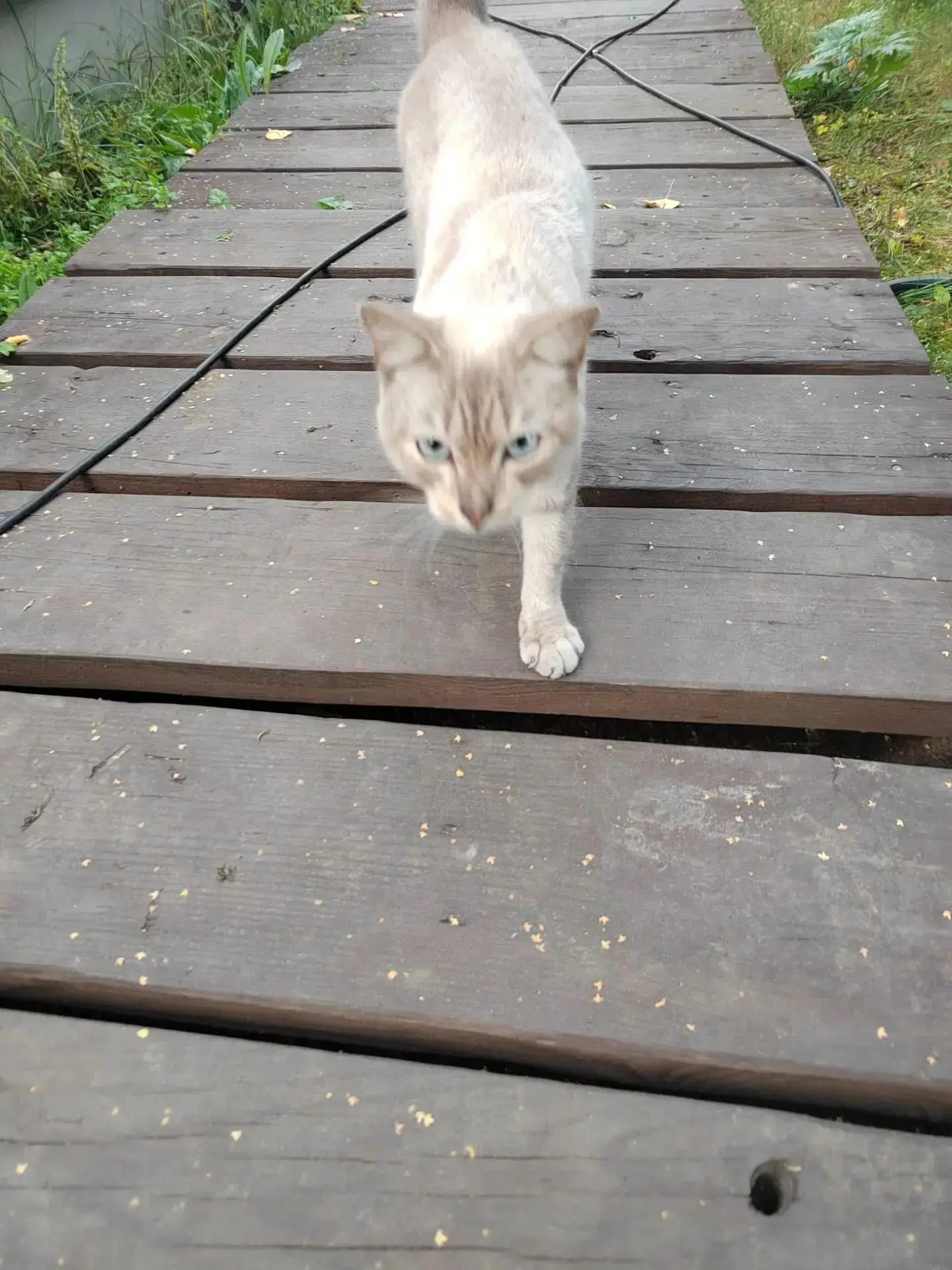 Здравствуйте. Пришёл кот, п. Одинцовка. Голубые глаза, красивый окрас. Ищет старых или ...
