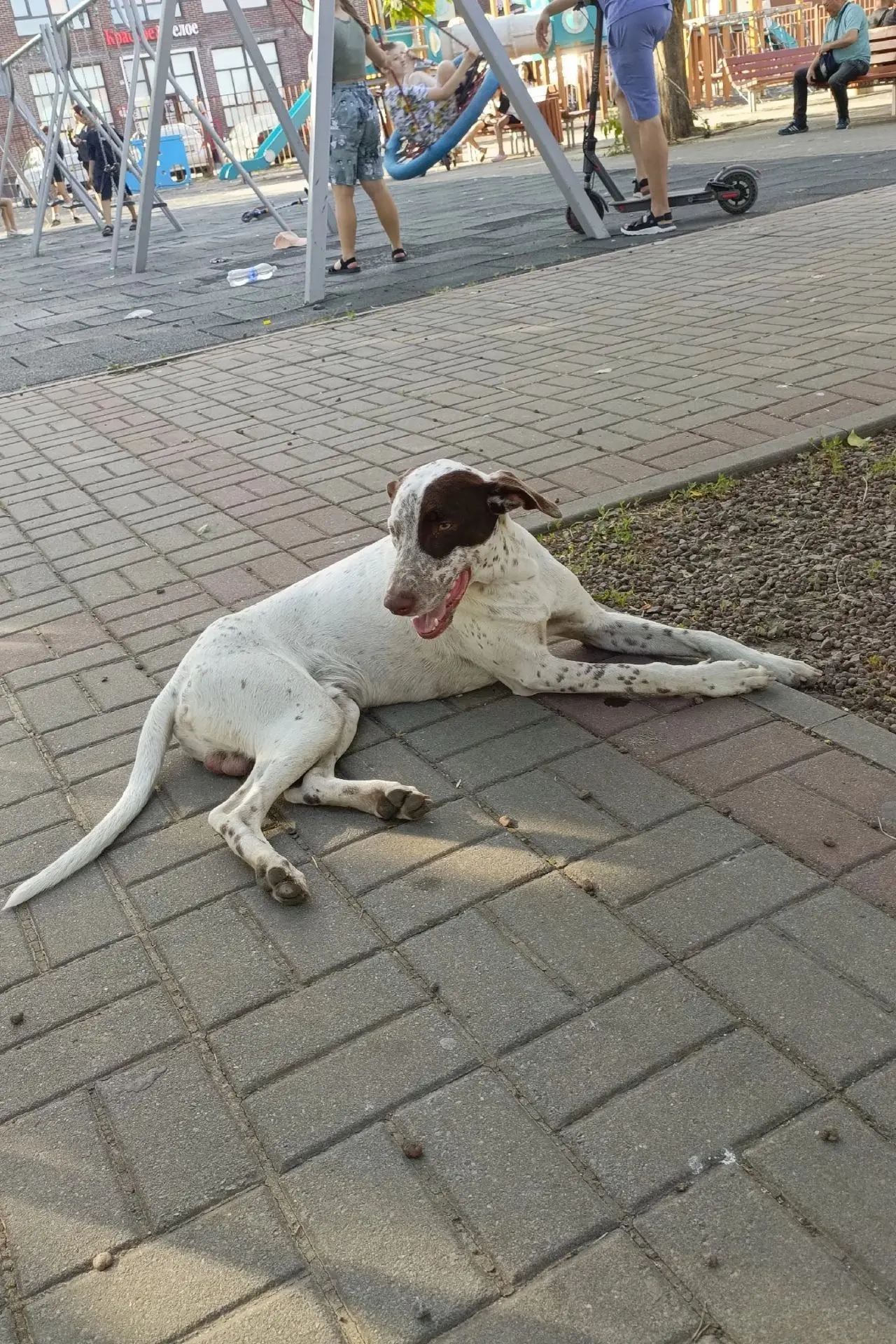 Добрый вечер! На Микрорайоне, на площадке, бегает пёс, может быть потерялся?