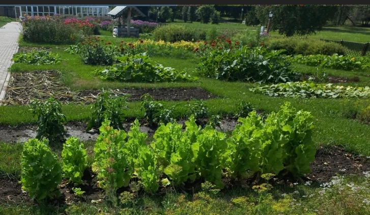 🌱В музее-заповеднике С. Т. Аксакова история усадебного огорода тесно связана с детским...