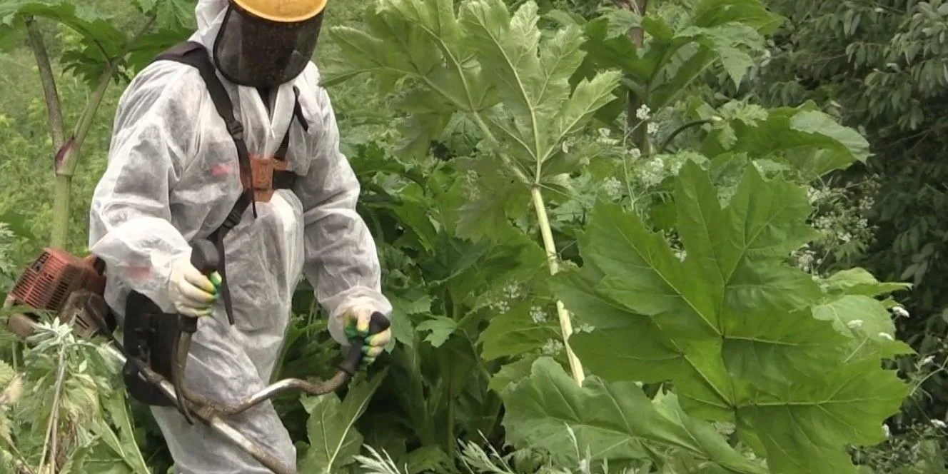 🌿 Во Владимире разгорелась борьба с борщевиком

Работники муниципального предприятия «Зеленый город