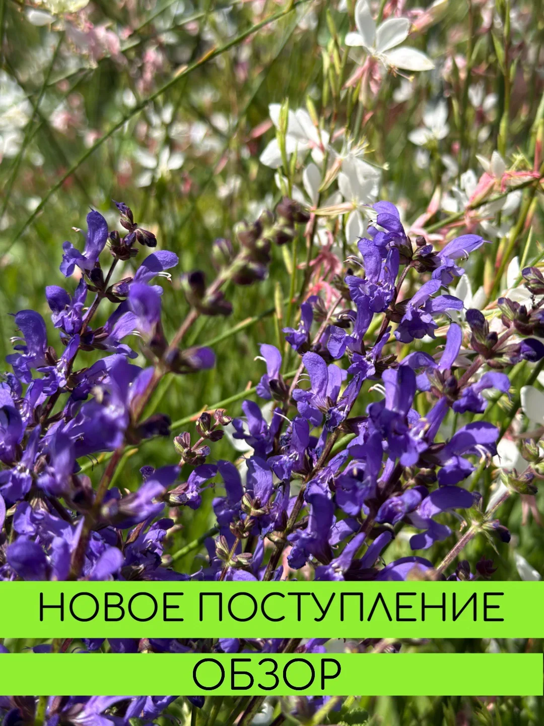 Новое поступление растений в СЦ РОСТОВСАД🌱
⠀
Сезон идет - посадки продолжаются, мы стараемся радова