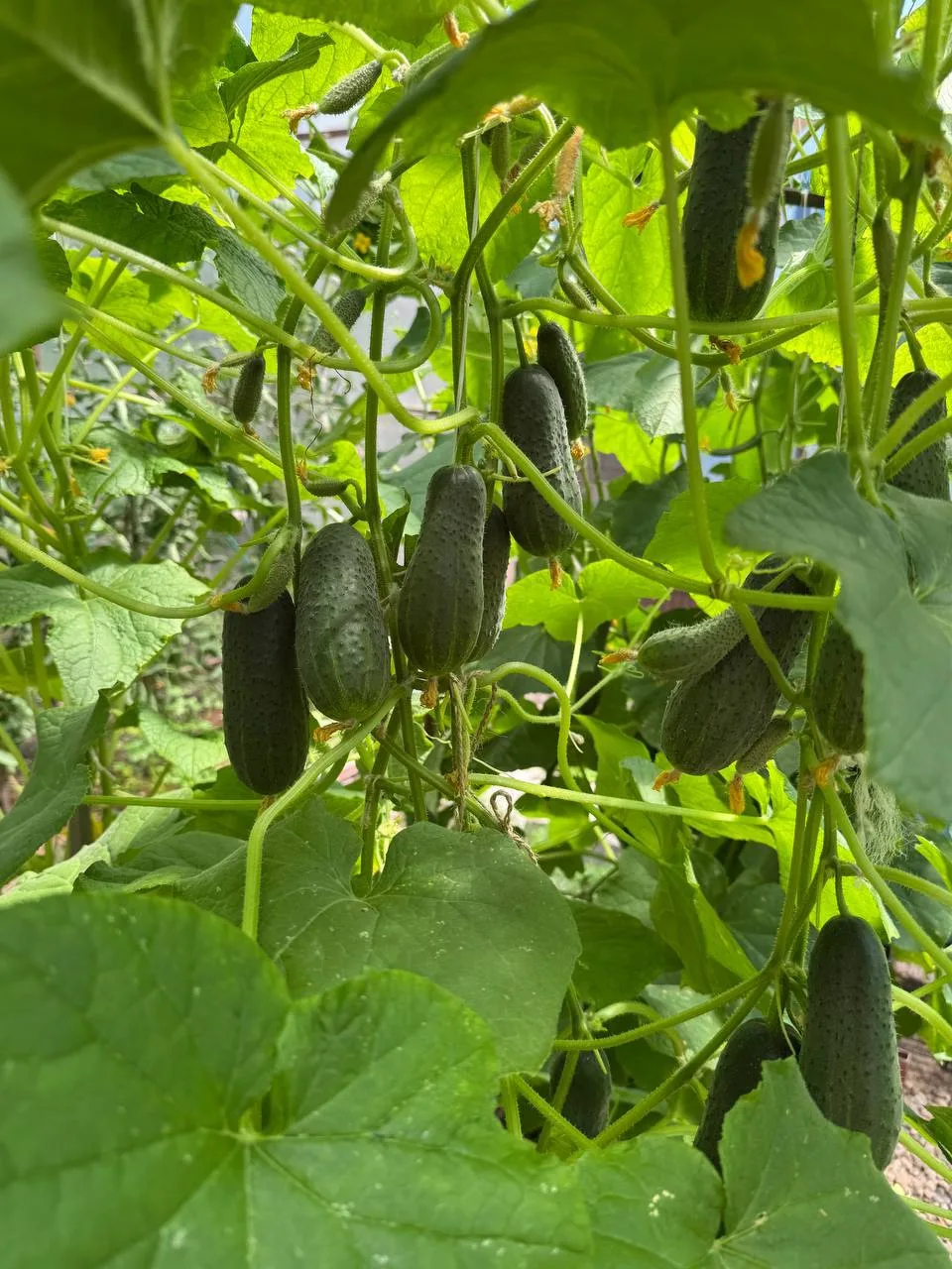 🥒ОГУРЦЫ🥒:

➡️ Огурцы растут быстро, но обильно плодоносят совсем недолго. Порой уже в начале авгус