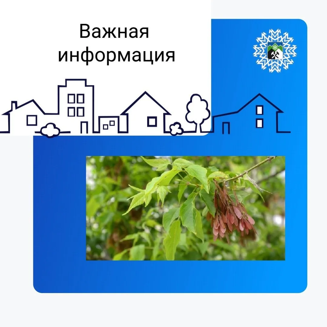 Американский клён под запретом: что нужно знать владельцам участков?