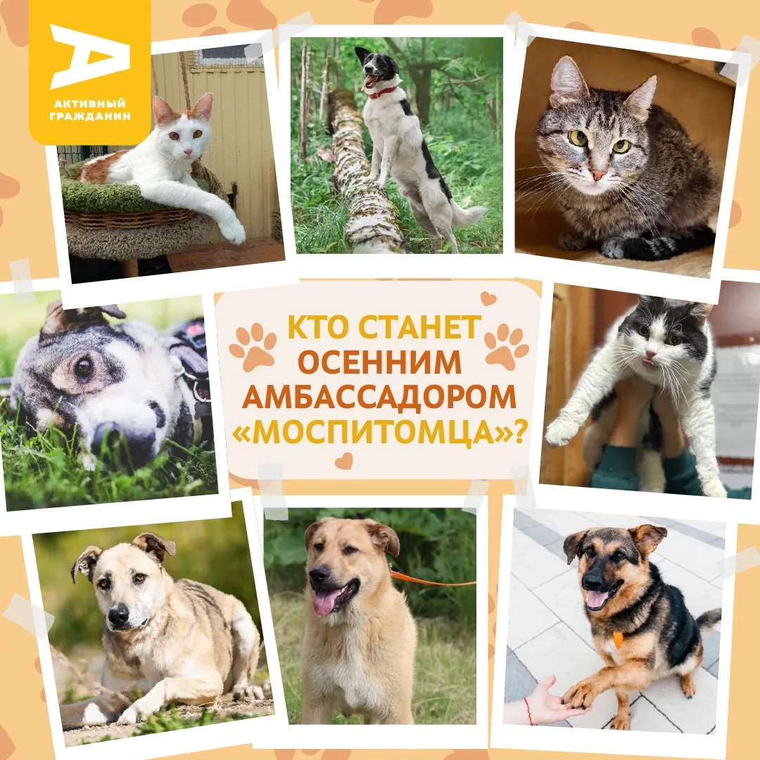 «Активный гражданин» приглашает выбрать осеннего амбассадора «Моспитомца» 🐶 🐱

Как и в прошлые сез