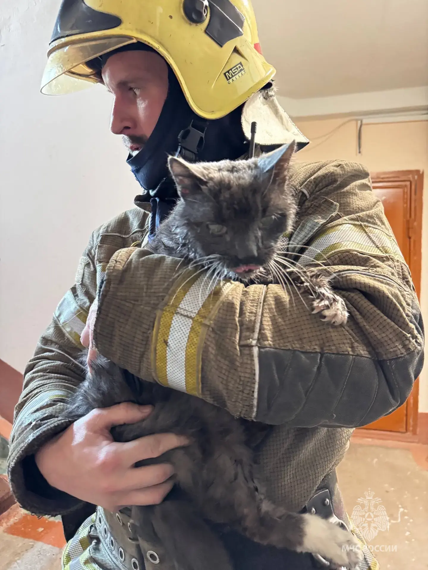 В НИЖНЕМ ТАГИЛЕ НА ПОЖАРЕ СПАСЛИ КОТА   🚒Накануне в Нижнем Тагиле произошел пожар. По информации гор