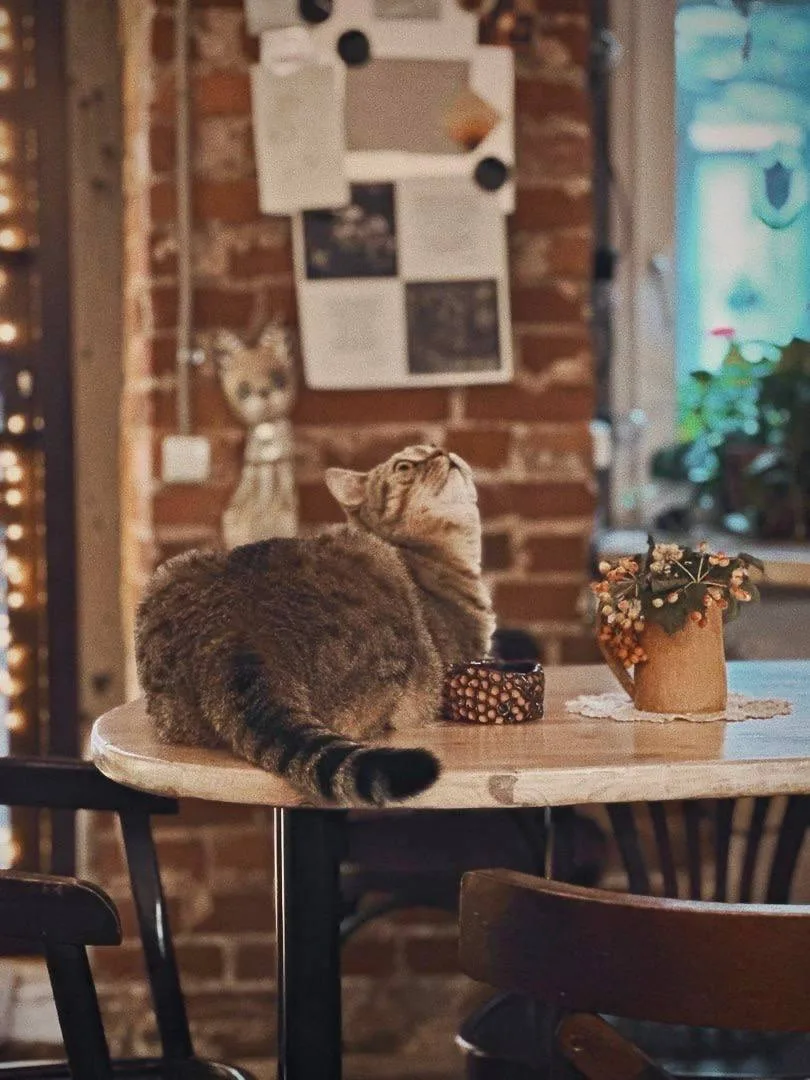 Кофе и котики на Васильевском❤