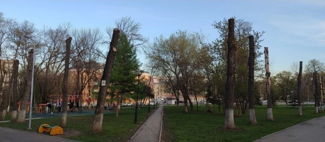 Вот во что превратили молодые здоровые деревья в парке "Дружба"