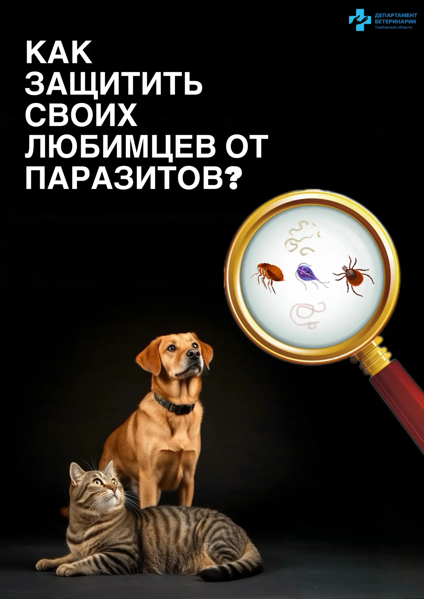 действующее вещество распределяется по шерсти и коже.