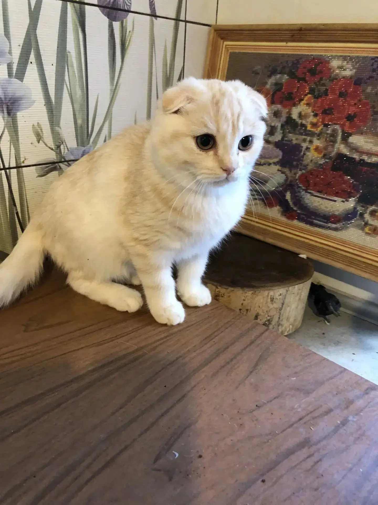 Продам шотландских котят, вислоухие и прямоухие. По стоимости уточняйте, зависит от окр...