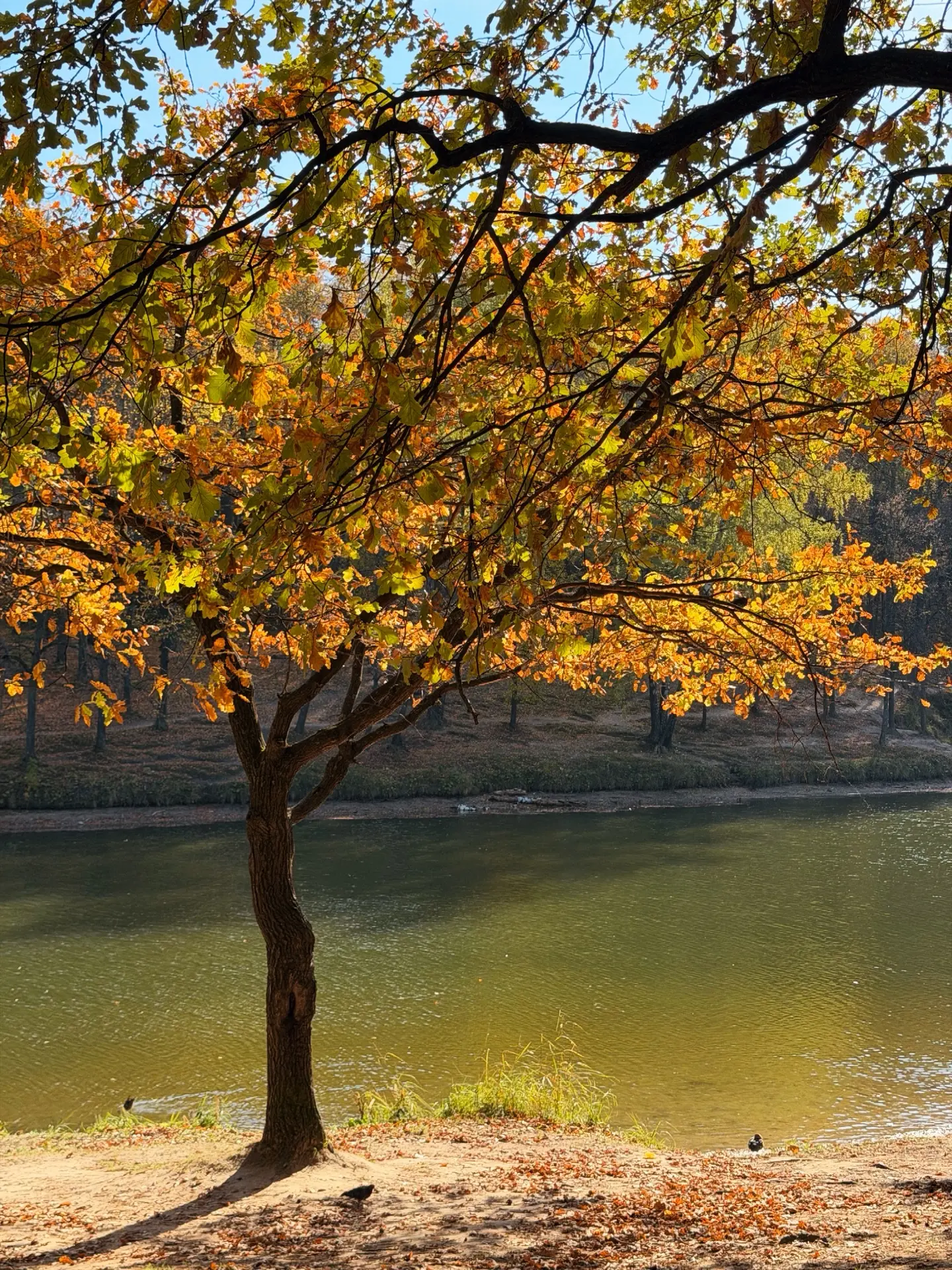 Я же просил не приезжать… 🍂