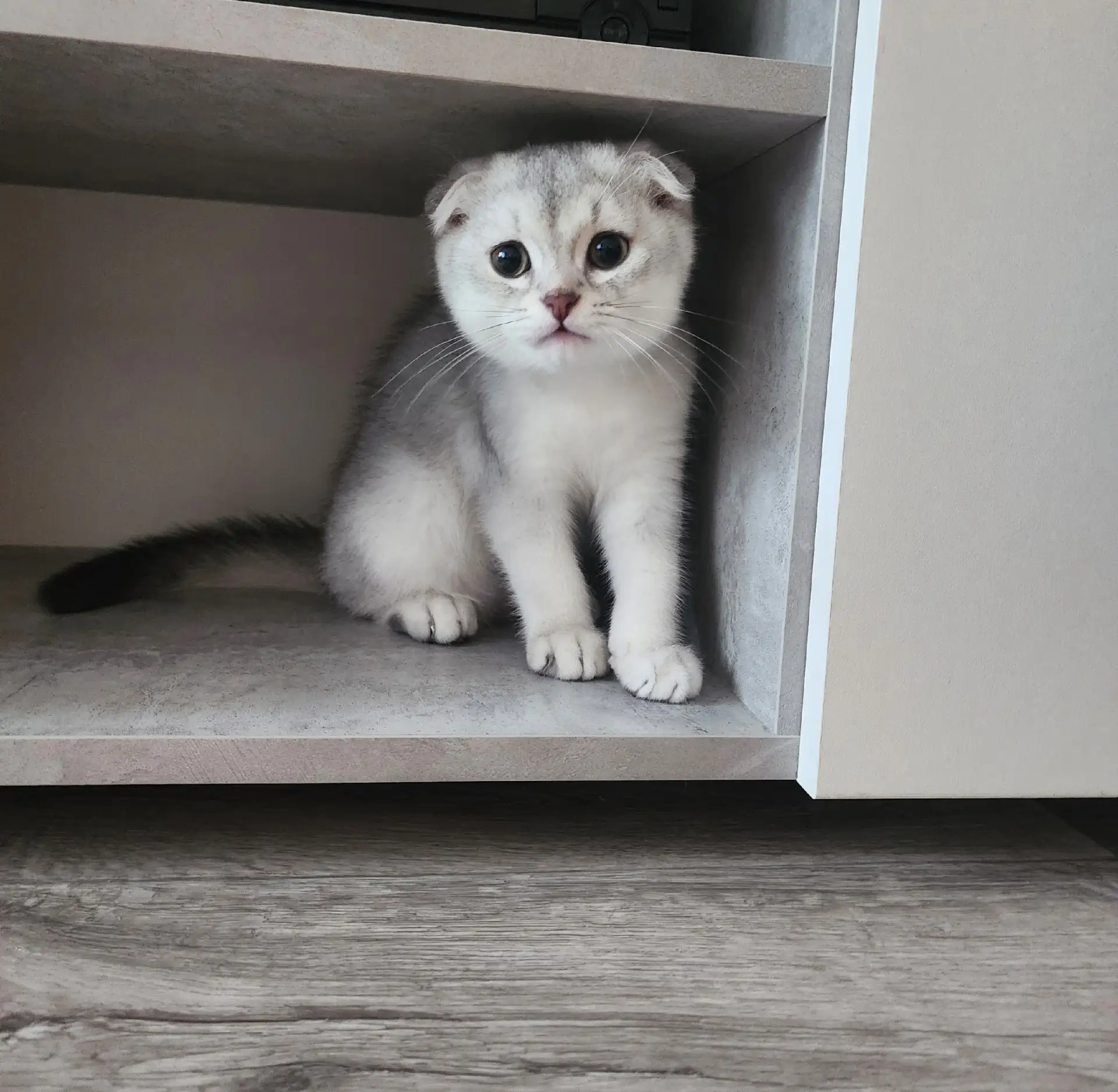 Котёнок мальчик 2 месяца ,шотландская вислоухая серебристая шиншила , родился 20.06.26....
