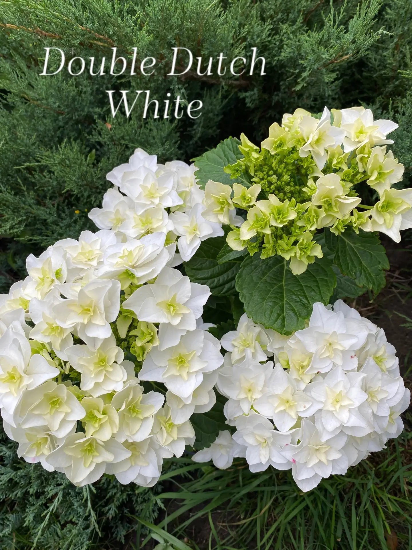 🌸Double Dutch White 🌸
гортензия крупнолистная

Новинка в моей коллекции. Показала ремонтантность. 