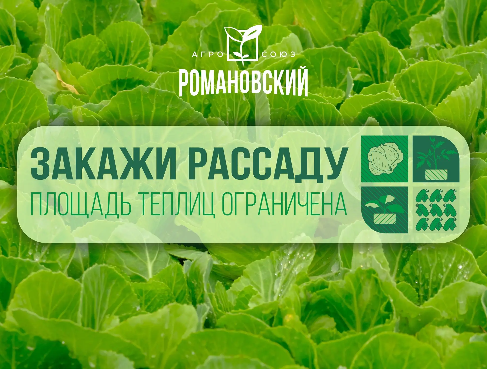 🌱 Сейчас самое время позаботиться о рассаде капусты.