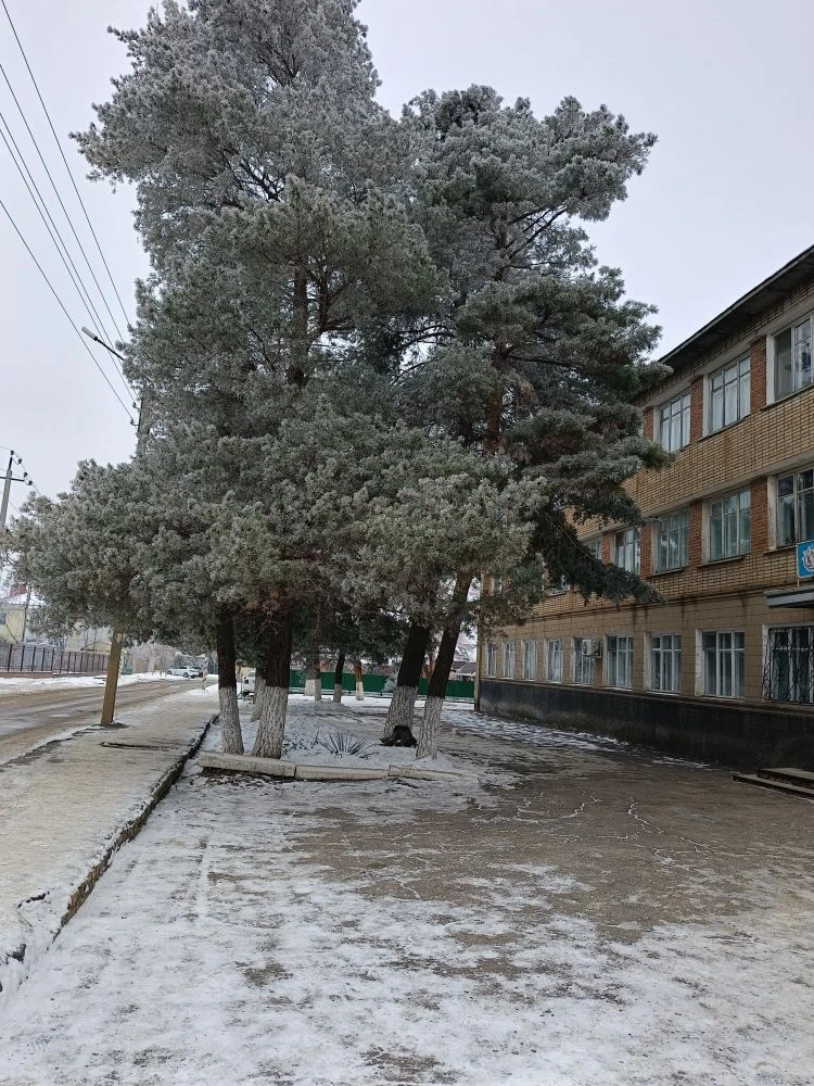 Наши красивые сосны зимой, просто сказочные.😊
