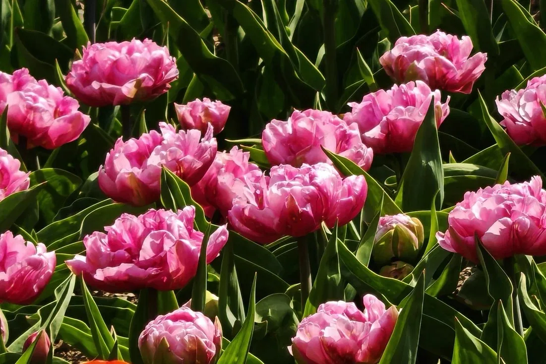 🌷 Понедельник подходит к концу, время наслаждаться красивым!   Помимо цветущей сакуры, городские ули