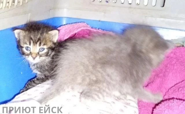 Люди добрые, нужна кормящая кошка. Два котёнка 2-2,5 недели. Кошка пропала три дня как....