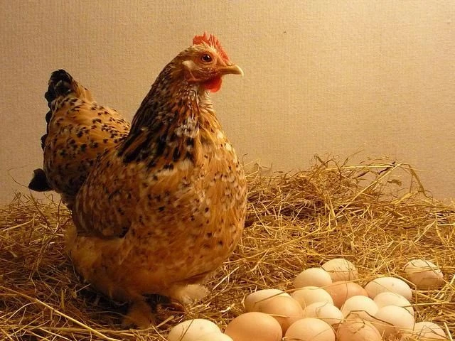 До какого возраста несётся курица?