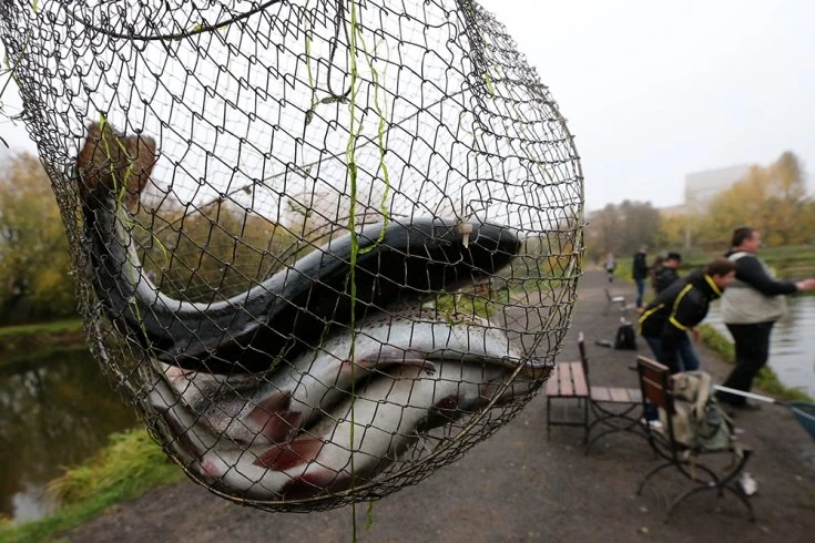 🎣 Цифровой ID для рыболова: что это даст обычному рыбаку?