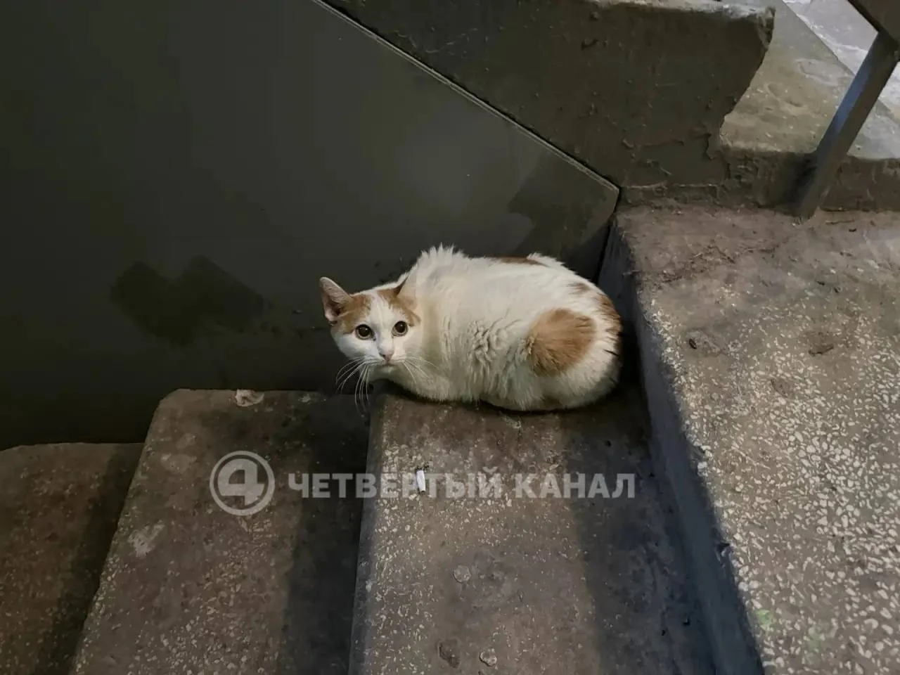 😱 Квартира в Екатеринбурге превратилась в приют для 20 кошек. Соседи в отчаянии