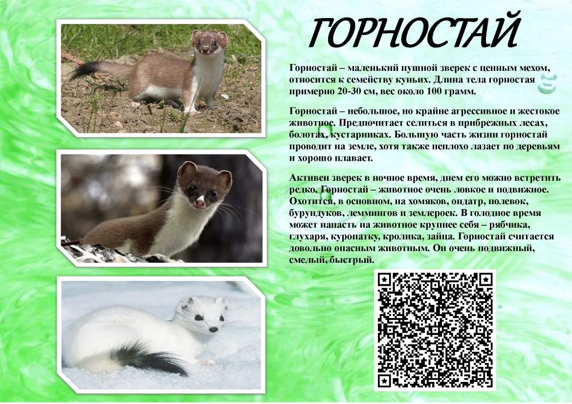 Наши дети — главные экскурсоводы по родному краю! 🎤
Представляем вам уникальную книгу «ЖИВОТНЫЕ МУР