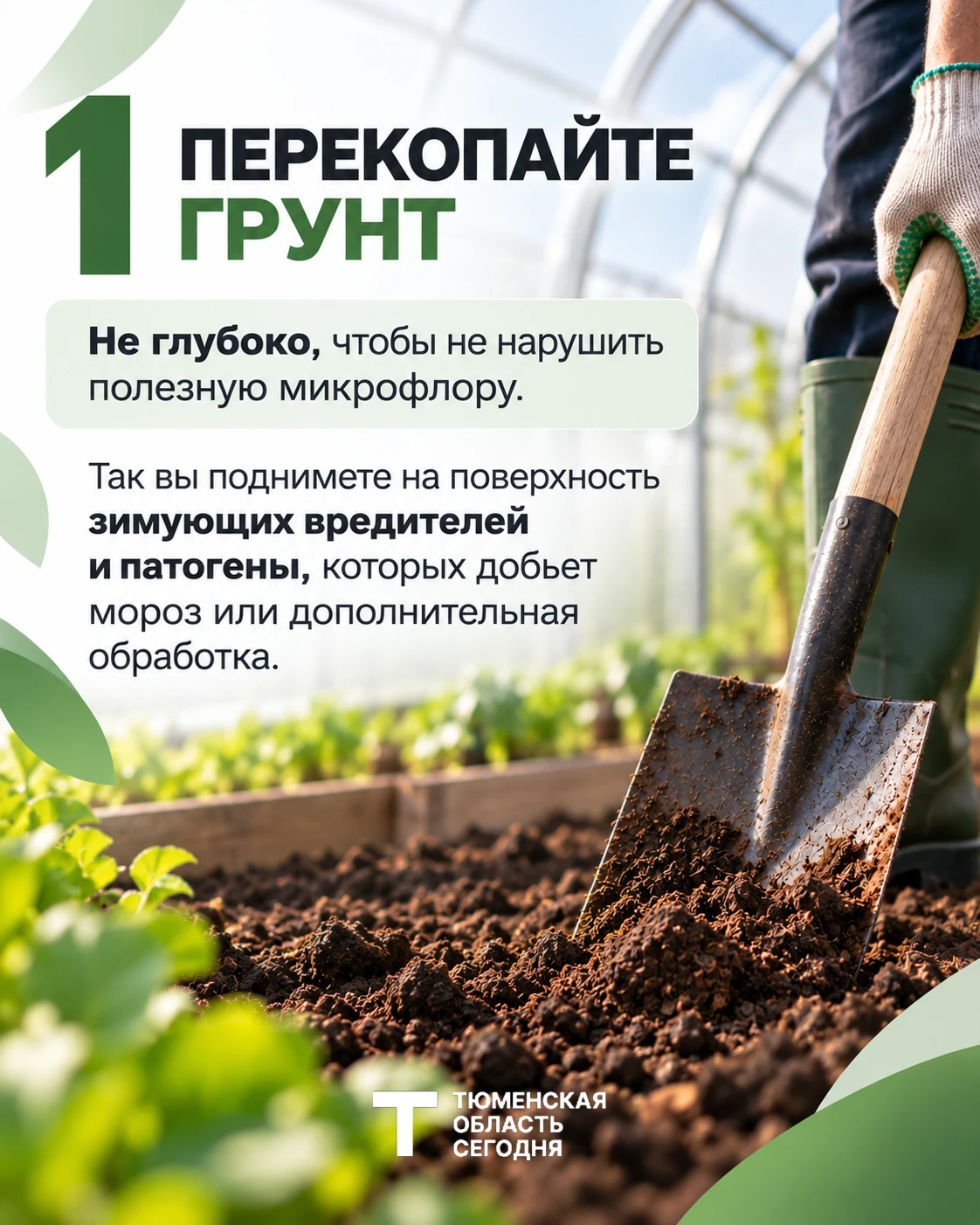 🌱 4 шага, чтобы подготовить теплицу к новому сезону
