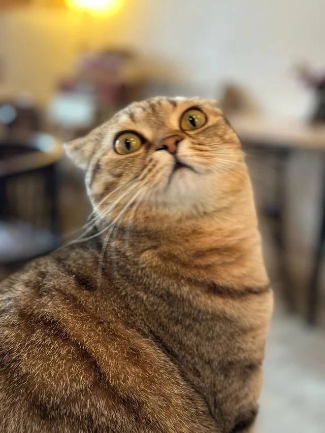 🐈 Коты Петербурга: Ватсон и Мелисса
