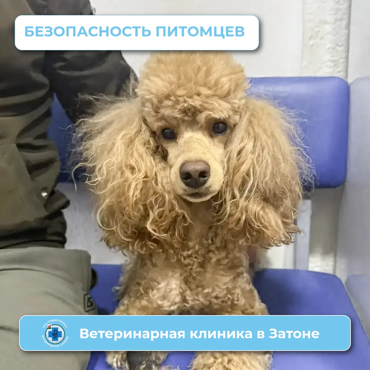 📢 Важное сообщение от ветклиники в Затоне