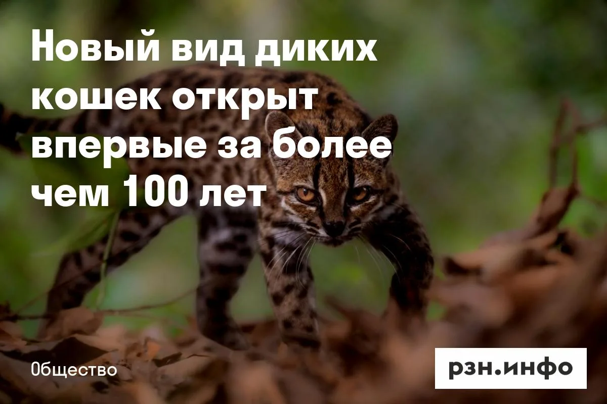 Новый вид диких кошек открыт впервые за более чем 100 лет