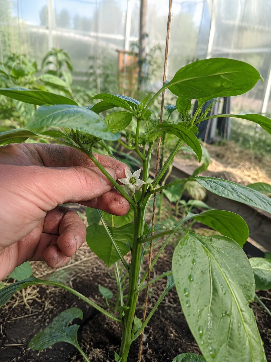 🌶 Нужно ли удалять первый цветок у перца?