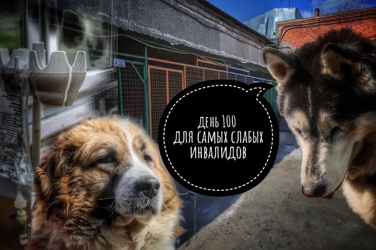 🆘 Мы кричали, как могли: ПОМОГИТЕ! Но нас не услышали… 💔  НАМ НЕЧЕМ КОРМИТЬ 500 ИНВАЛИДОВ! Объявляем